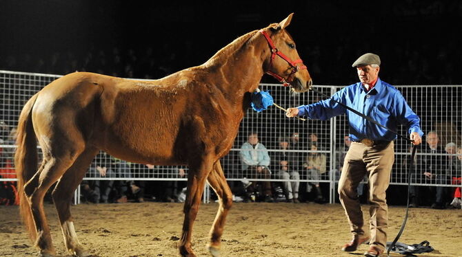 Noch ist Cookie fluchtbereit, lässt sich aber als Vertrauensbeweis von Monty Roberts mit dem Plastikwedel abstreichen. Noch ist Cookie fluchtbereit, lässt sich aber als Vertrauensbeweis von Monty Roberts mit dem Plastikwedel abstreichen.
