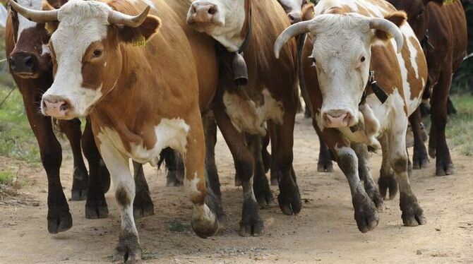 Schöne und sanftmütige Tiere - meistens. Auf dem Hofgut Uhenfels in Seeburg hat eine Kuh einen Tierarzt schwer verletzt.