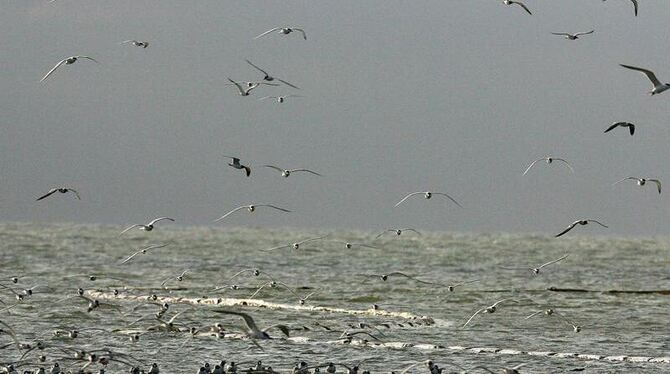 Vogelkolonie vor Breton Sound Island.