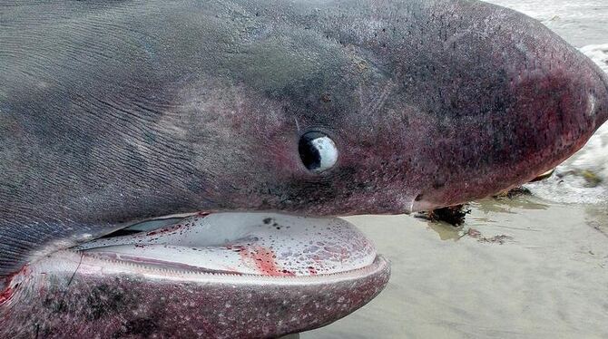 6,64 Meter misst der Riesenhai, der an der Nordwestküste Mexikos verendete.