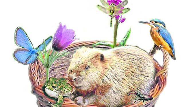 Biber beim Bau seiner Burg. FOTOS: LUBW; ZZTypisch Biber: Baum, an der Donau gefällt.