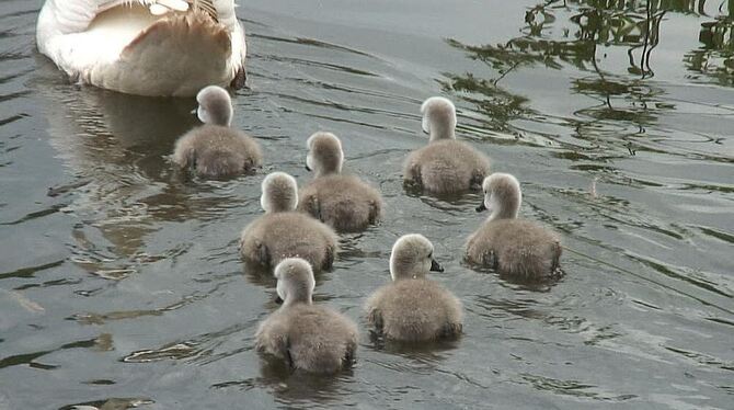 Schwäne im Markwasen werden Eltern Schwäne im Markwasen werden Eltern