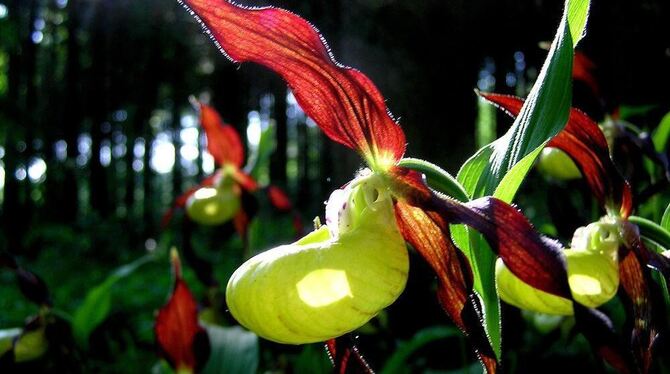 Auch heimische Orchideen können ganz unterschiedlich aussehen.