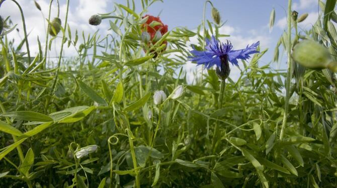 Biodiversität auf dem Linsenfeld. Ökologisch wirtschaftende Landwirte sehen die Vielfalt gerne. FOTO: THOMAS STEPHAN Biodiversität auf dem Linsenfeld. Ökologisch wirtschaftende Landwirte sehen die Vielfalt gerne. FOTO: THOMAS STEPHAN