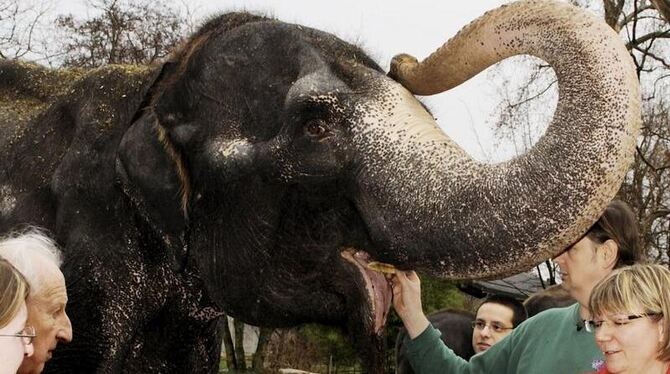 Elefantendame Vilja ist tot. (Archivbild vom 23.01.2009)