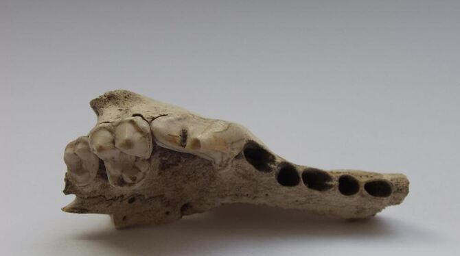 Die Reste des untersuchten Oberkiefers: Einige Zähne sind ausgefallen und hinterließen schwarze Löcher. Der Reißzahn ist 21 Mill