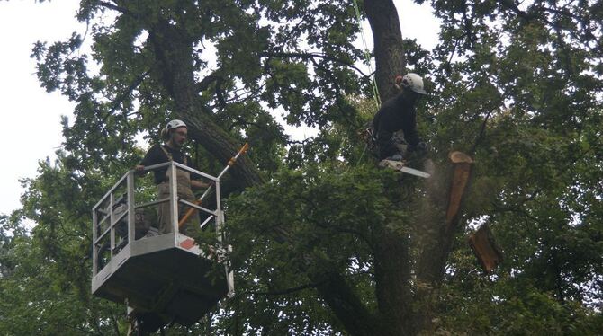 Gerade alte Baumriesen müssen gepflegt werden. FOTO: SV