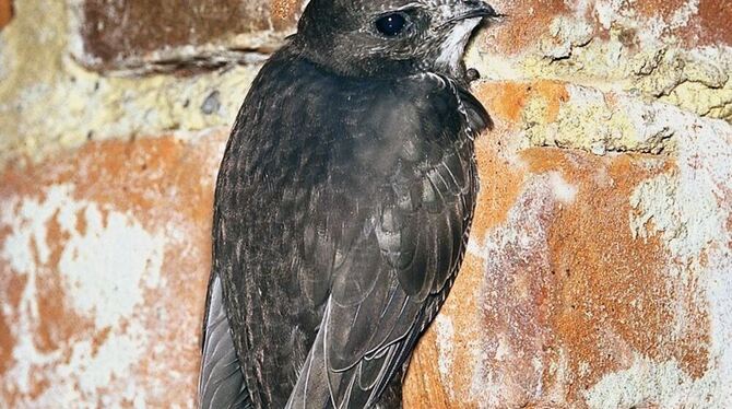 Der Mauersegler verbringt fast sein ganzes Leben in der Luft. FOTO: PR Der Mauersegler verbringt fast sein ganzes Leben in der Luft. FOTO: PR
