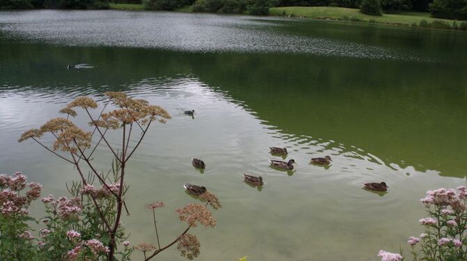 An den Gönninger Seen gibt es eine neugierige und zutrauliche Entenfamilie. FOTOS: WEIDLING