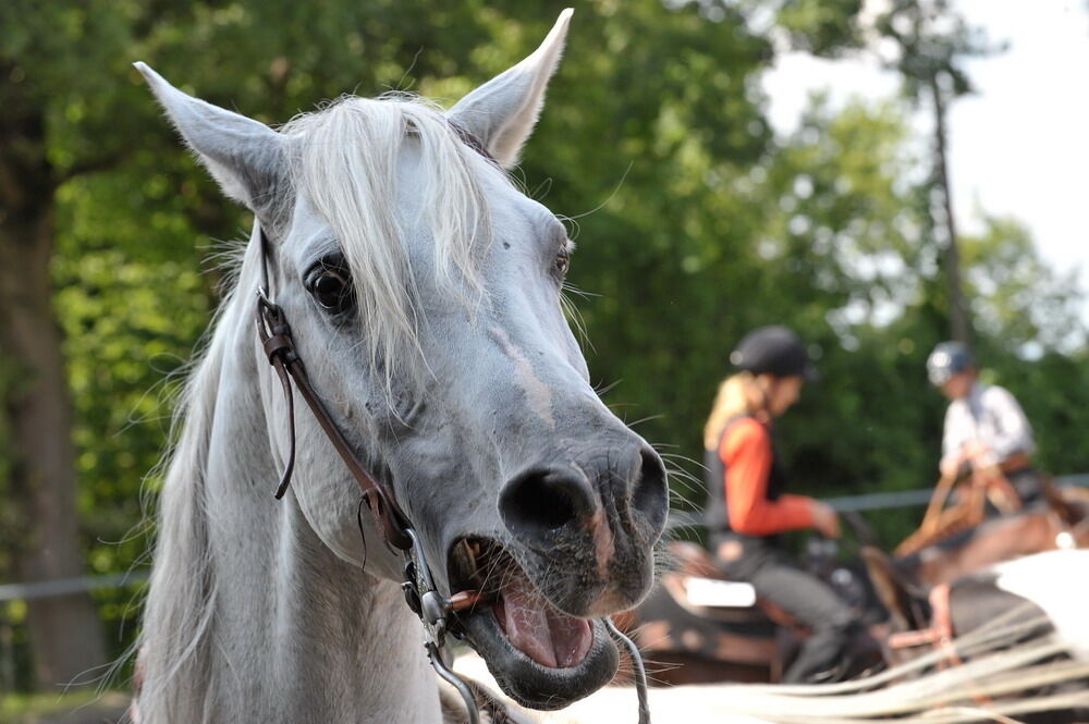 Westernreiten in Sondelfingen September 2010