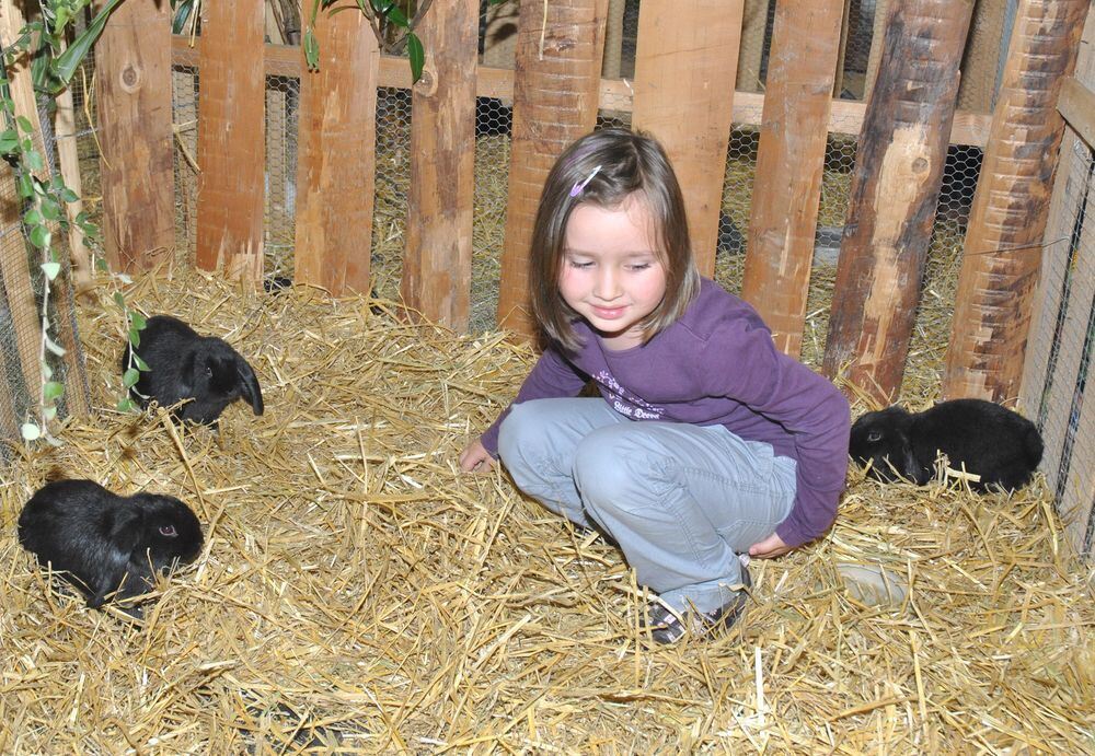 Babyhasen und WattebauschKüken Kreis Tübingen Reutlinger GeneralAnzeiger gea.de