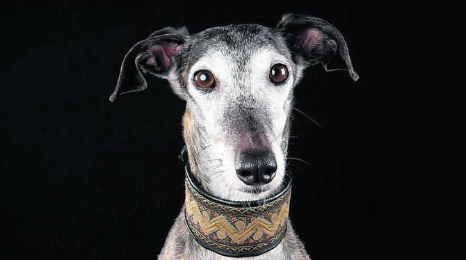 Am 25. und 26. September zieht die Informations- und Verkaufsausstellung »Mein Hund - Partner auf vier Pfoten« in der Listhalle