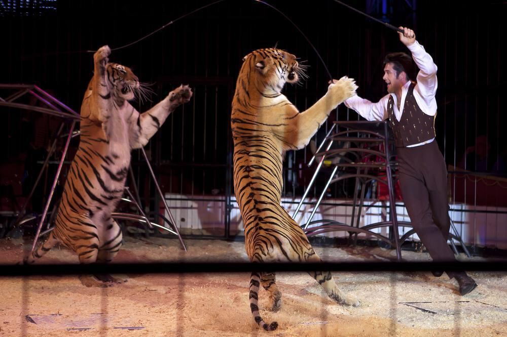 Zirkus Charles Knie Reutlingen Oktober 2010