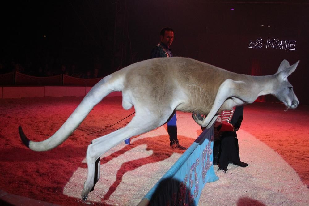 Zirkus Charles Knie Reutlingen Oktober 2010