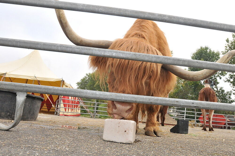 Zirkus Charles Knie Reutlingen Oktober 2010