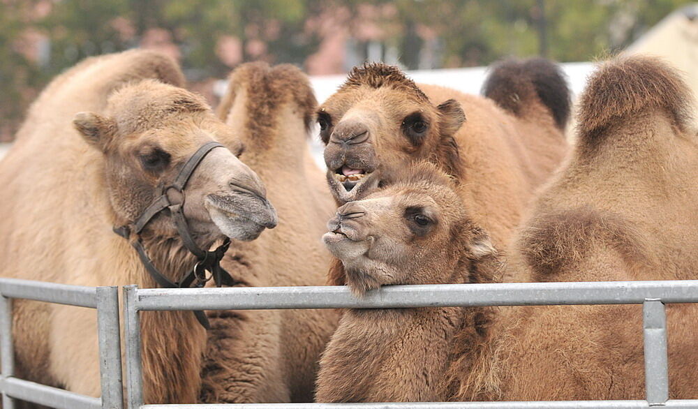 Zirkus Charles Knie Reutlingen Oktober 2010
