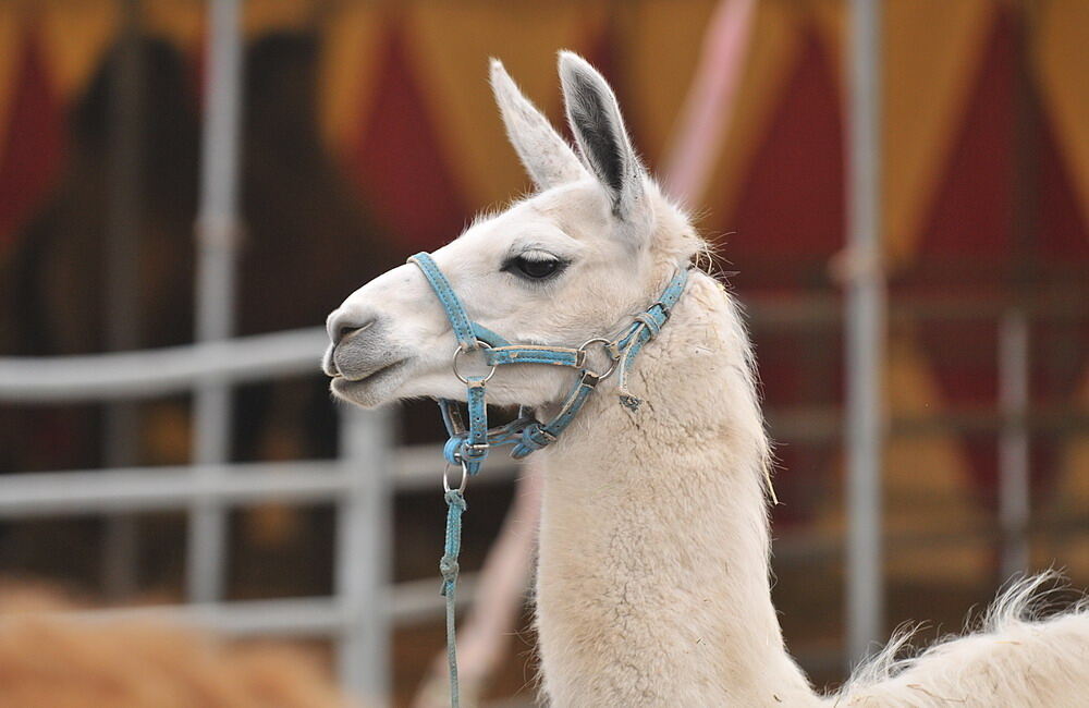 Zirkus Charles Knie Reutlingen Oktober 2010