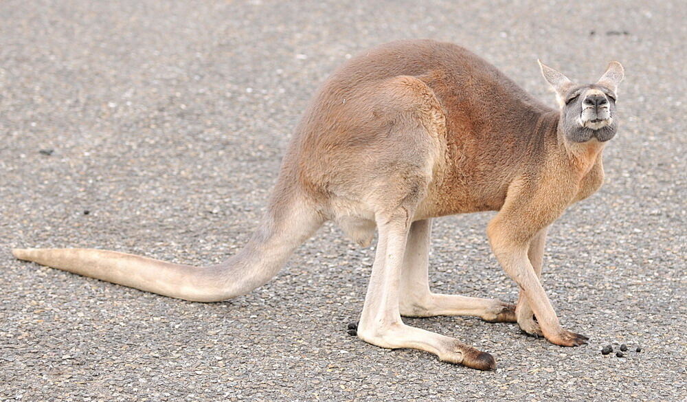 Zirkus Charles Knie Reutlingen Oktober 2010