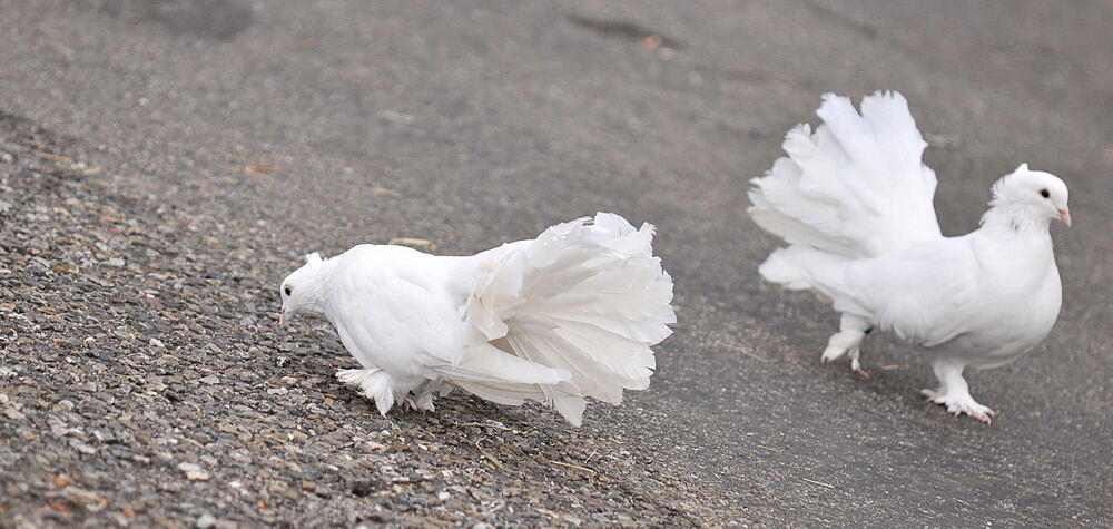 Zirkus Charles Knie Reutlingen Oktober 2010