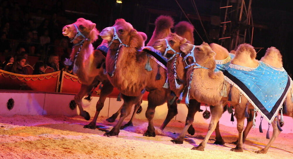 Zirkus Charles Knie Reutlingen Oktober 2010