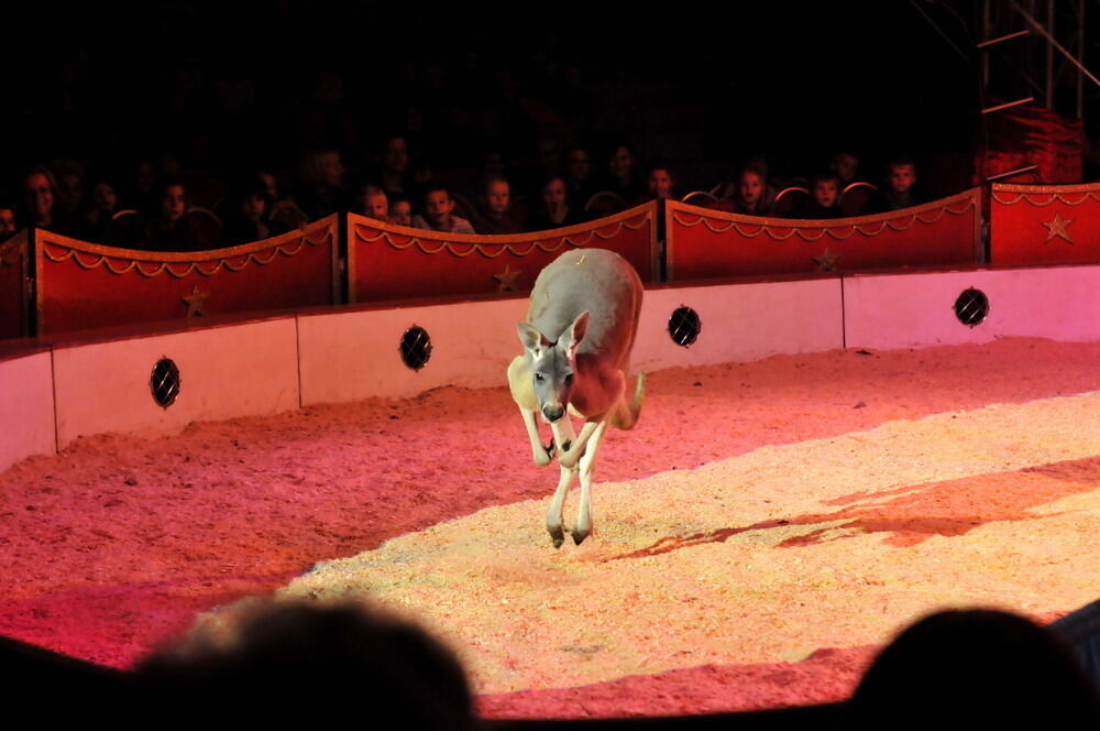 Zirkus Charles Knie Reutlingen Oktober 2010