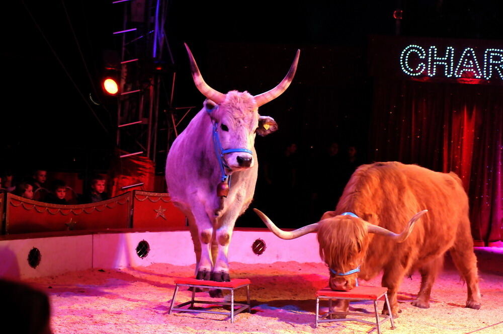 Zirkus Charles Knie Reutlingen Oktober 2010