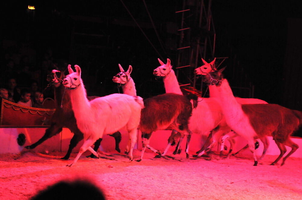 Zirkus Charles Knie Reutlingen Oktober 2010