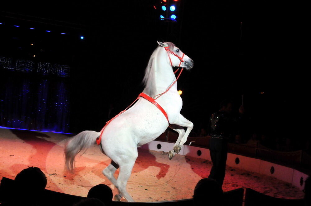 Zirkus Charles Knie Reutlingen Oktober 2010