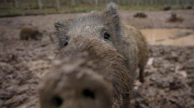 Es muss nicht immer nur Schnitzel sein: Dass Wildtiere auch gute Fleischlieferanten sind, beweisen Jäger und Gastronomen.