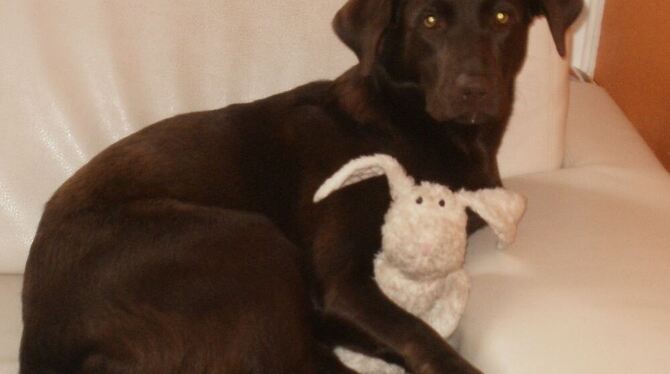 Patricks Labrador ist ein Jahr alt und immer noch sehr verspielt und verschmust.  FOTO: ZMS