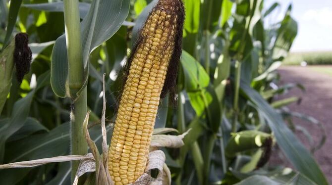 Umstritten: Gentechnisch veränderter Mais.