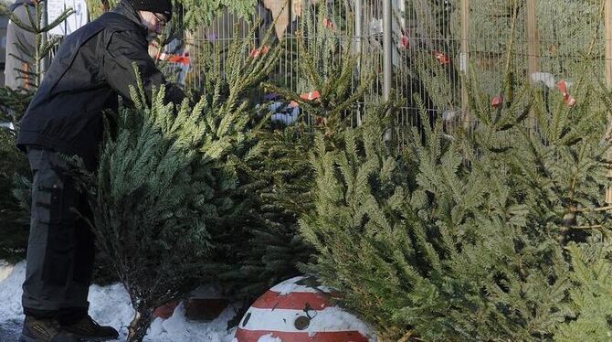 "Natürlich wird im konventionellen Weihnachtsbaumbetrieb gedüngt und gespritzt", sagt ein Baumzüchter, "aber nicht mehr, als