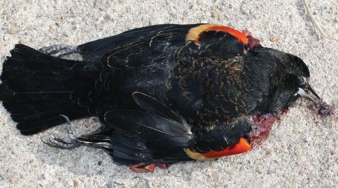 Toter Vogel in Bebee, Arkansas. Nicht nur in dem südlichen US-Bundesstaat sind zahlreiche Vogelkadaver gefunden worden, sonde