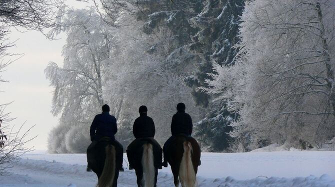 Insbesondere zu Pferd bietet der Winterwald faszinierende Naturerlebnisse. Foto: Scheub