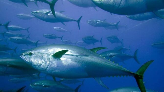 Thunfische stehen weit oben auf der Liste der bedrohten Fische.