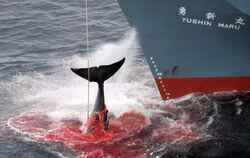 Ein harpunierter Wal wird an Bord eines japanischen Walfangschiffes gezogen. (Archivfoto). Jetzt bricht Japan die Walfangsais