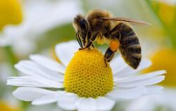 Eine Biene sammelt auf einer Kamillenblüte Pollen.