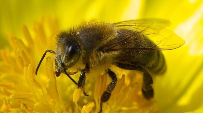 Eine Milbe ist der Hauptgrund für das Schwinden vieler deutscher Bienenvölker während der Wintermonate. Das fand eine Langzeitst