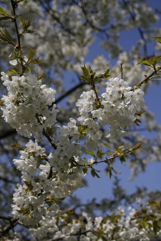 Kirschblütenfest Nehren 2011