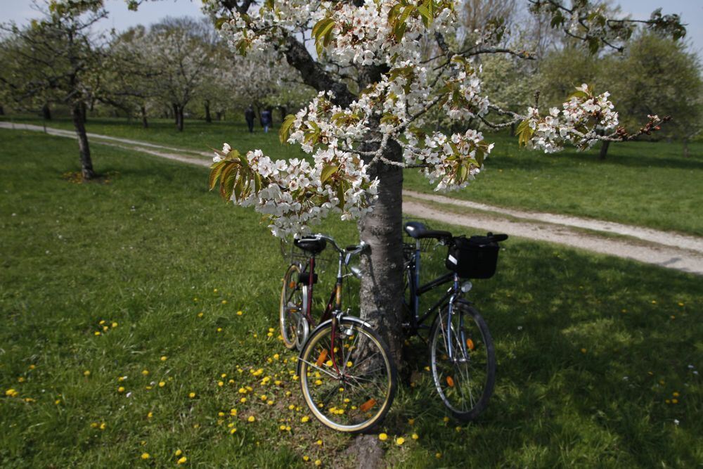 Kirschblütenfest Nehren 2011