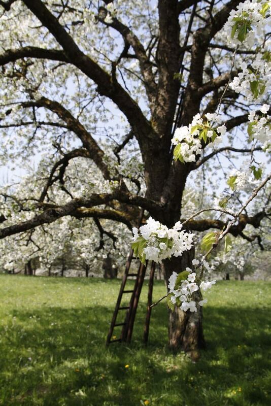 Kirschblütenfest Nehren 2011