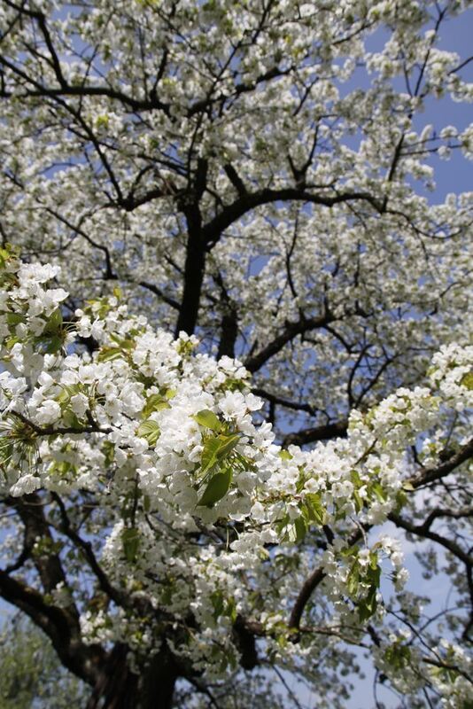 Kirschblütenfest Nehren 2011