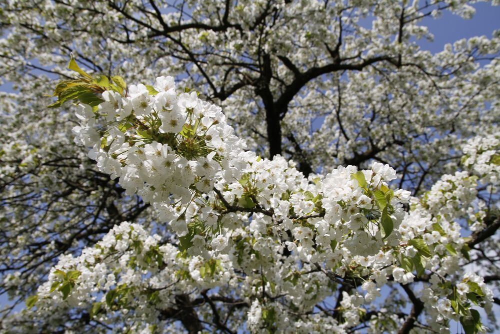 Kirschblütenfest Nehren 2011