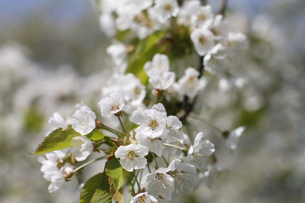 Kirschblütenfest Nehren 2011