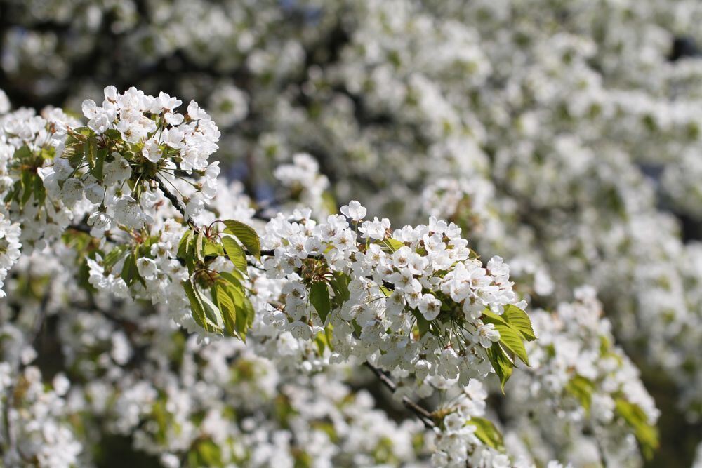 Kirschblütenfest Nehren 2011