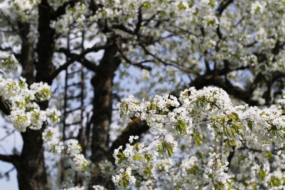 Kirschblütenfest Nehren 2011