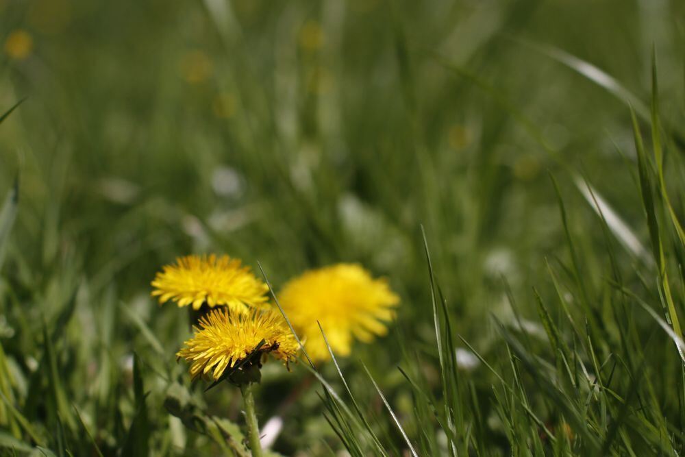 Kirschblütenfest Nehren 2011