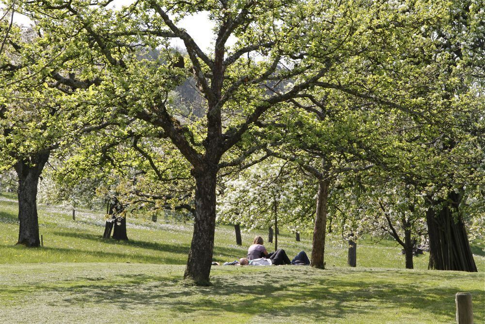 Kirschblütenfest Nehren 2011