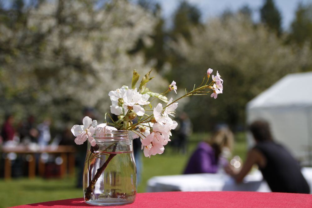 Kirschblütenfest Nehren 2011
