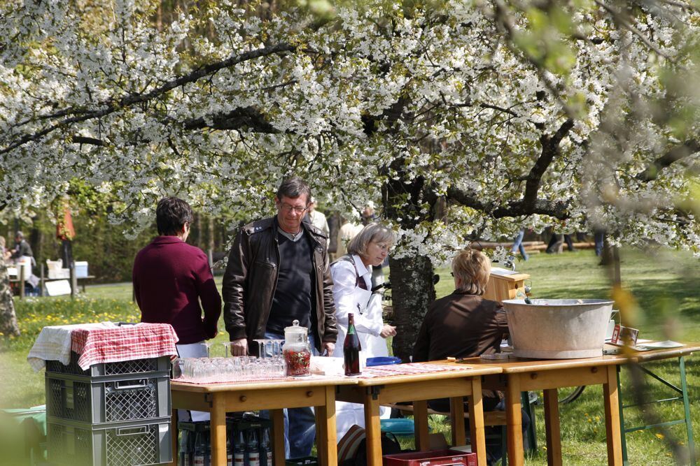 Kirschblütenfest Nehren 2011